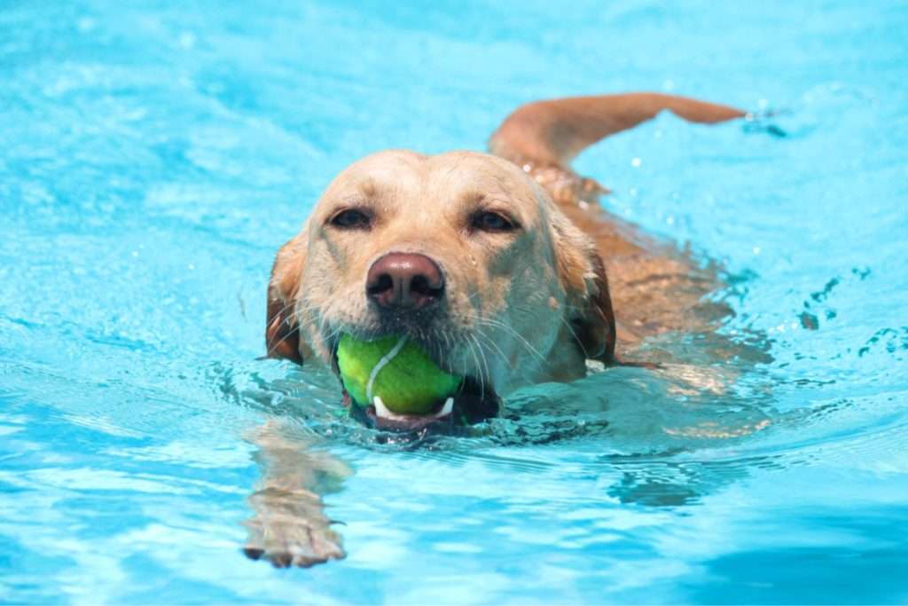 Image of labrador being trained to swim