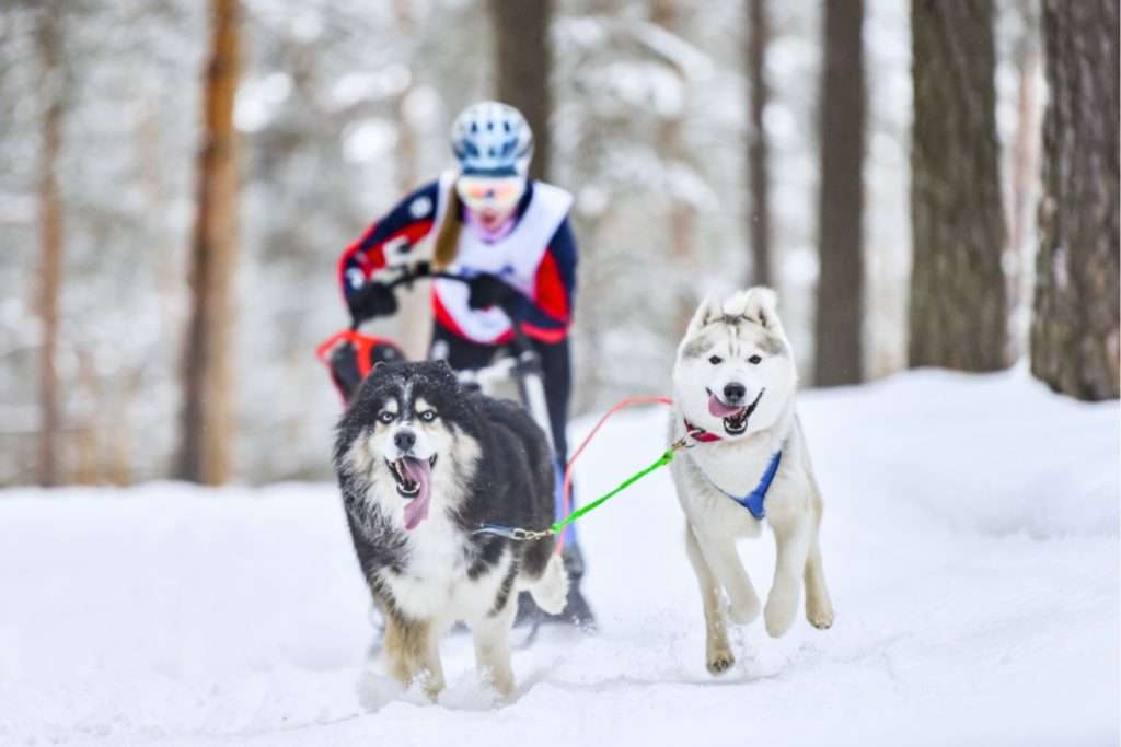 Image of sled dog racing