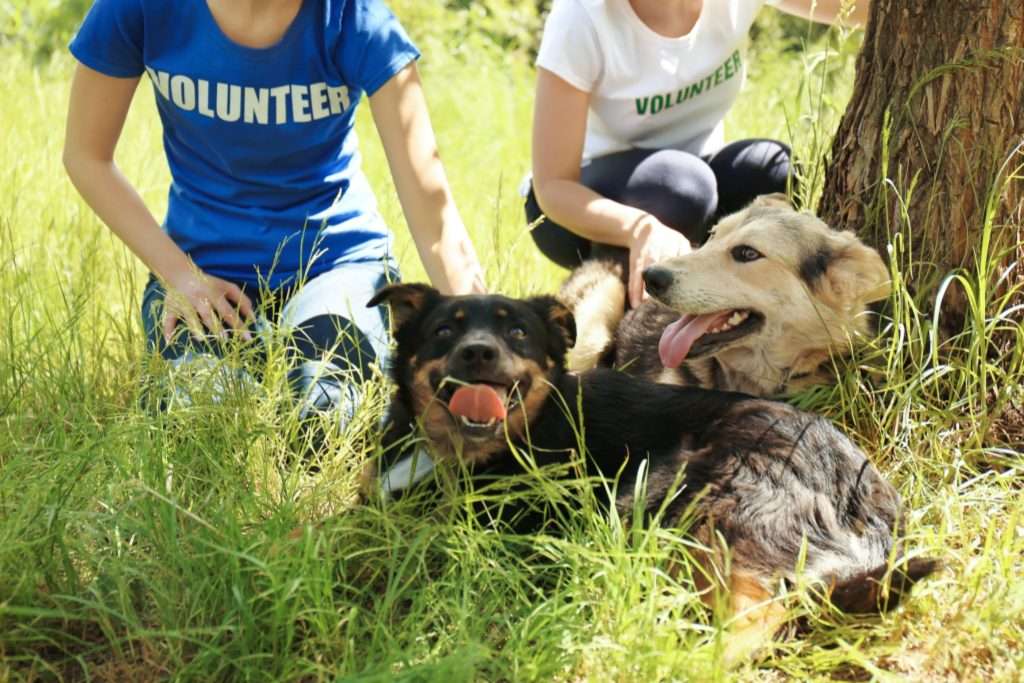 Image of socially well behaved dogs  (3)