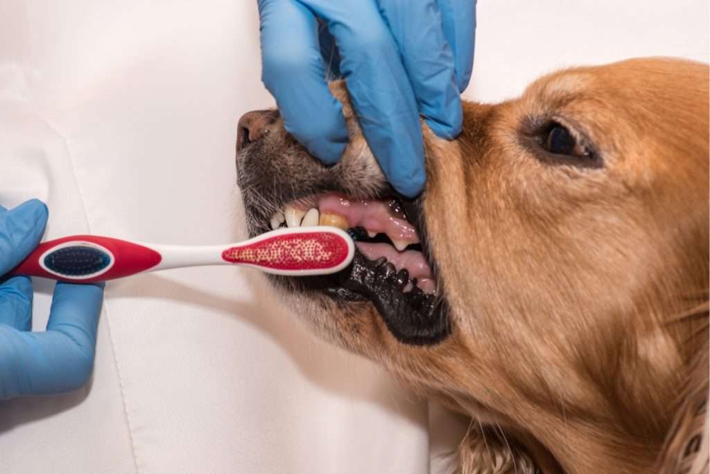 Image representing dental care of a senior dogs.