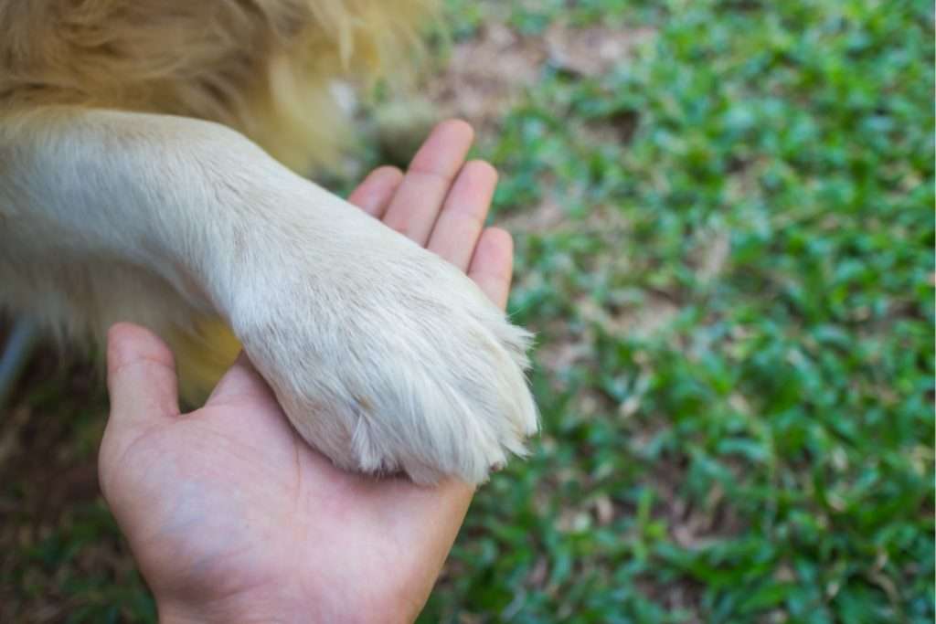 image of a dog and human love