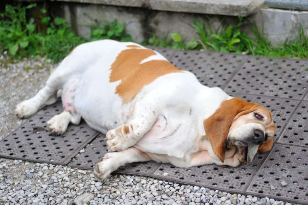 Image of a obese dog