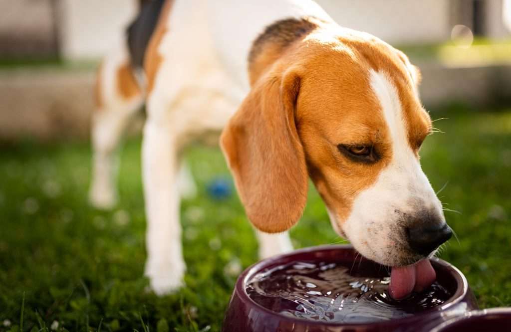 image of dog drinking water