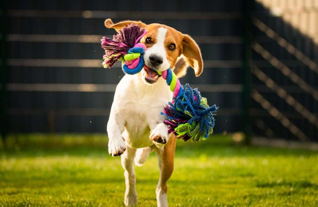 image of dog with a chew toy