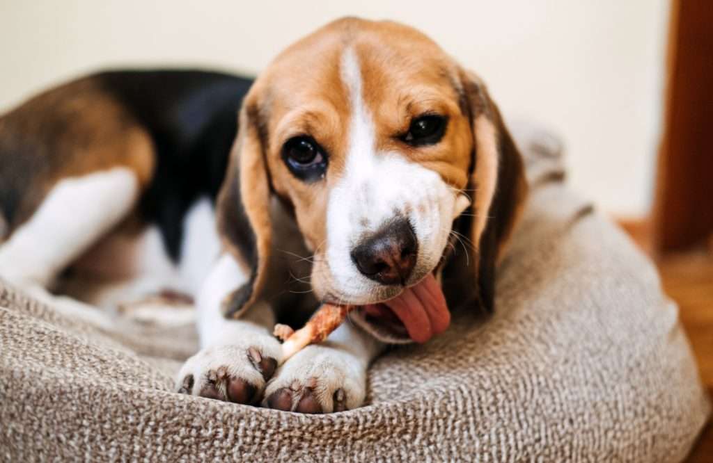 image of dog with a chew treat