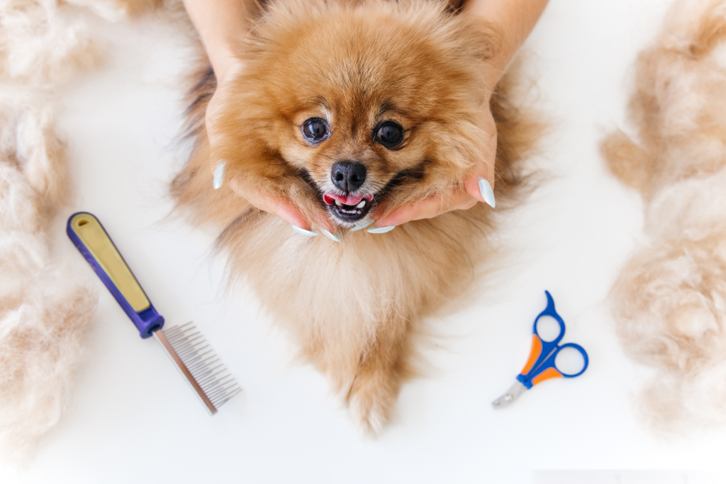 image of  grooming dog