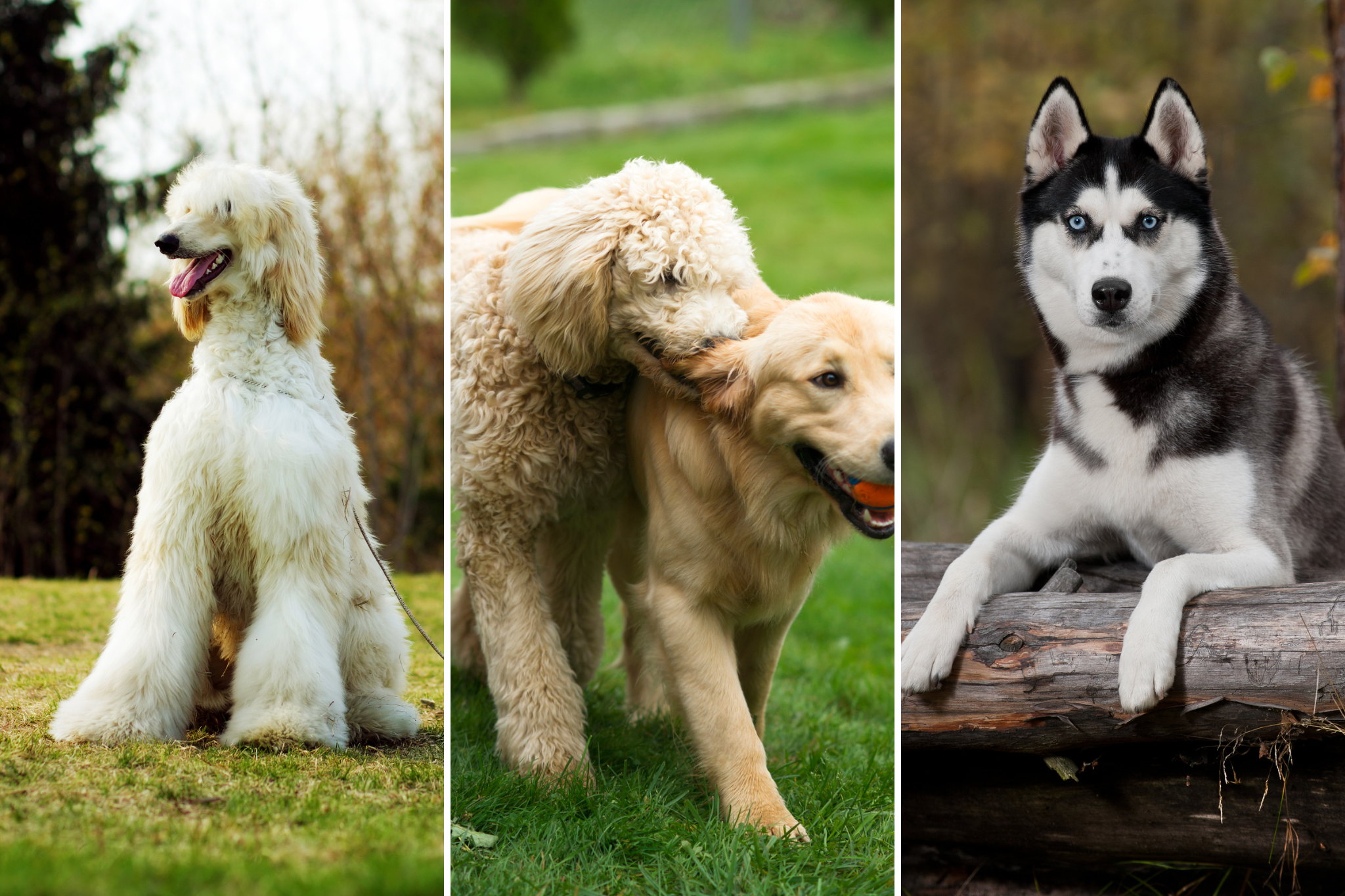image of long-haired dogs