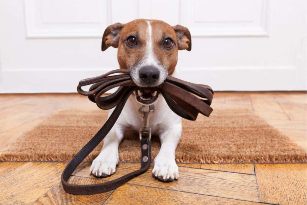 leash-training-a-puppy