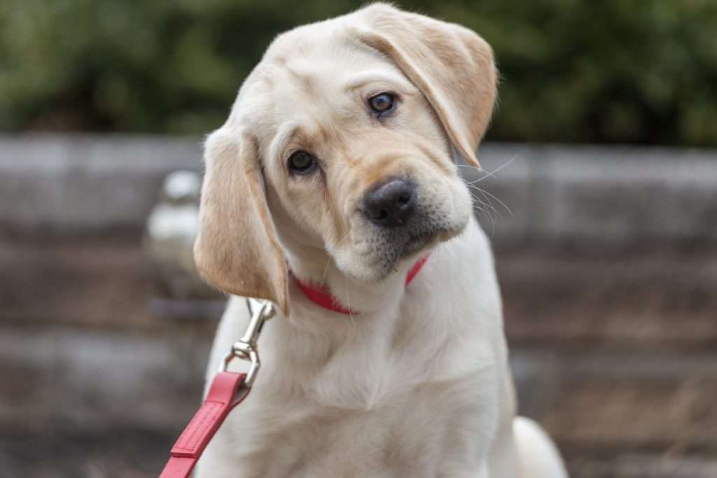 Image of a Labrador Retriever