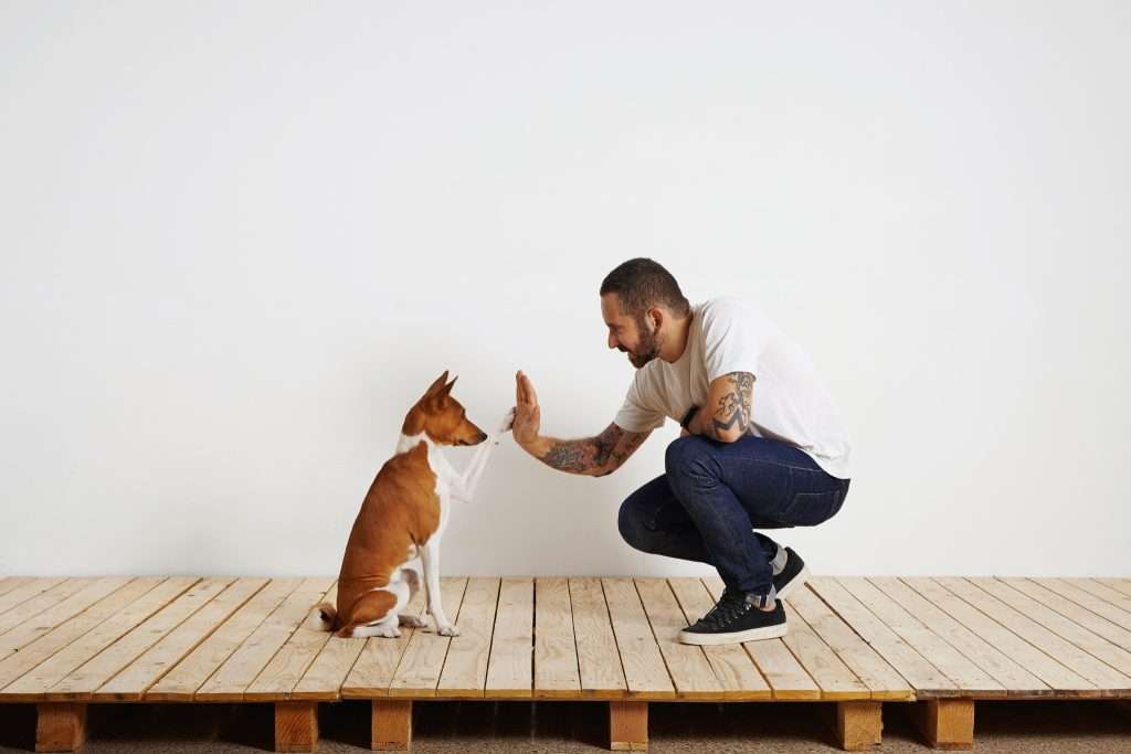 image of dog training
