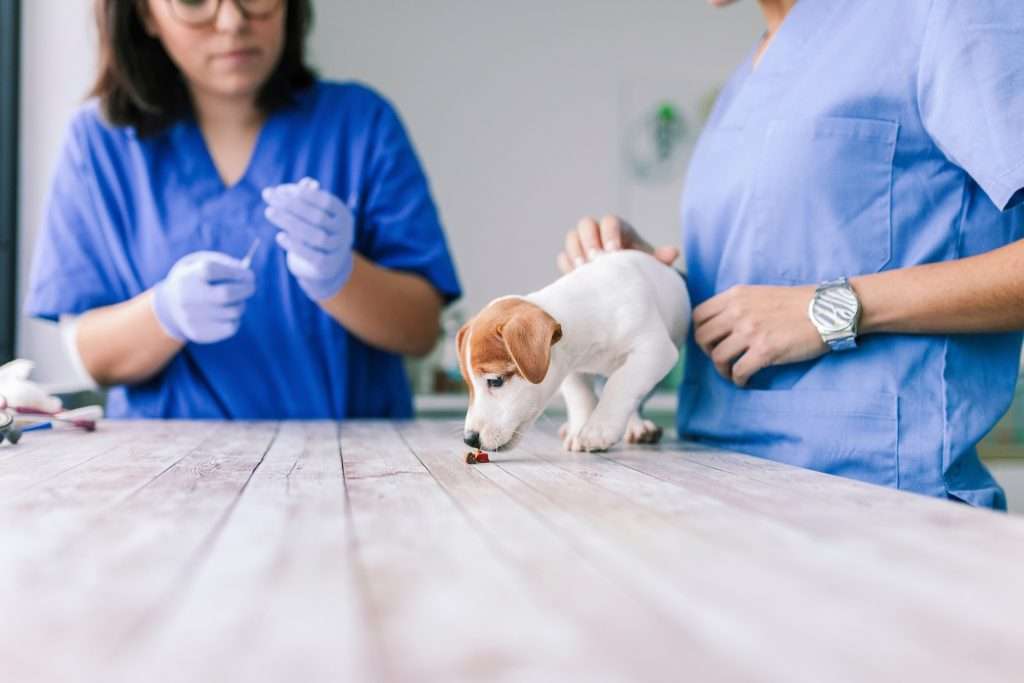 Image of a dog getting vaccination