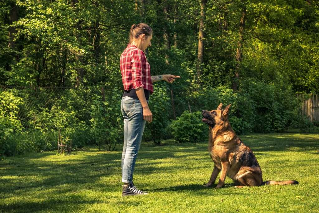 Image of a german shepherd being trained