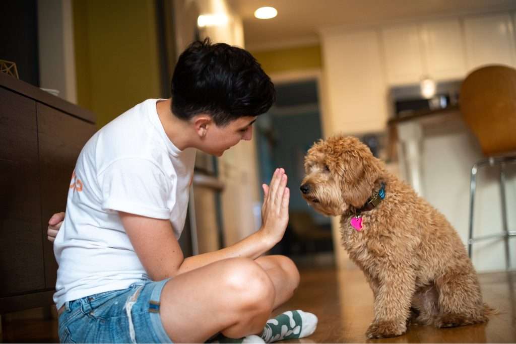 image of a puppy bein g trained