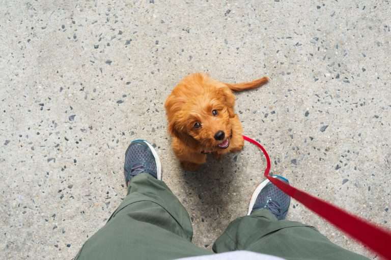 When to begin puppy training: A Comprehensive Guide