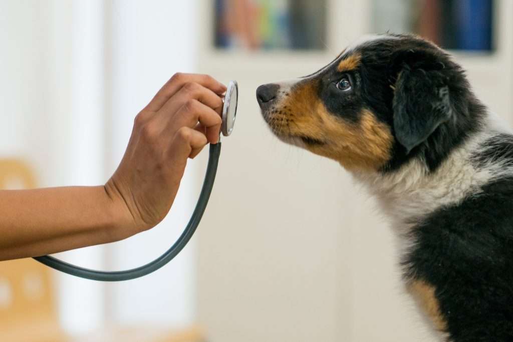 Image of a puppy vet check up