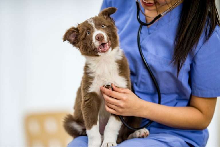 The Importance of Regular Vet Check-Up for Your Dog