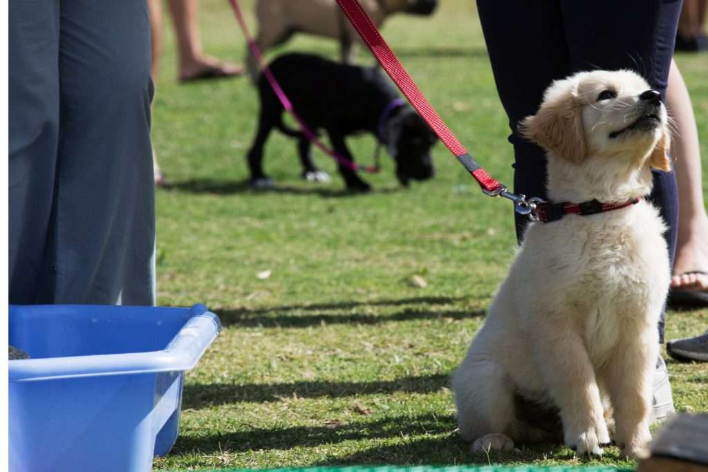 Image of puppy training