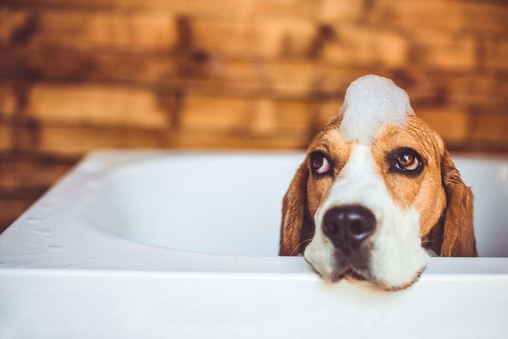 image of a beagle having bath