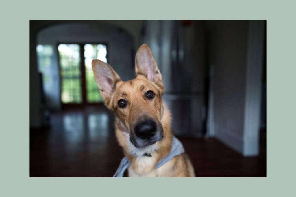 image of a dog being attentive