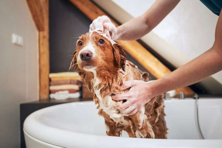 Bathing Tips: Making Bath Time Less Stressful for Your Dog