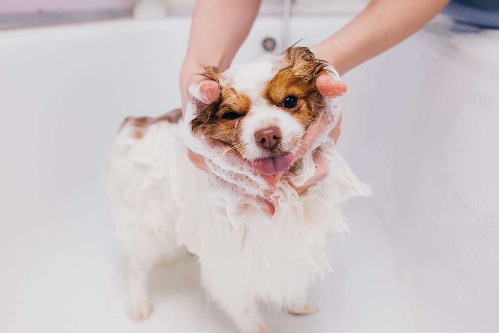 image of a dog having bath and bonding