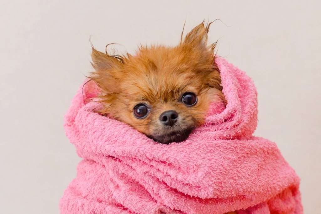 image of a dog in a towel