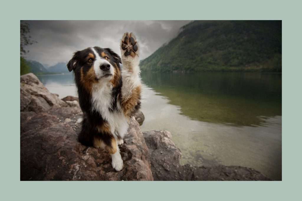 image of a dog lifting paw