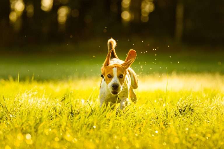 Understanding Your Dog’s Body Language