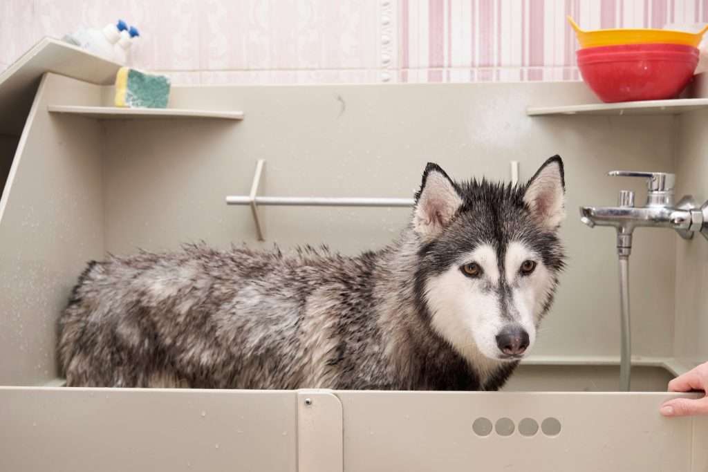 image of a husky bathing