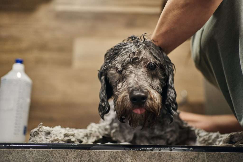 image of a poodle having bath