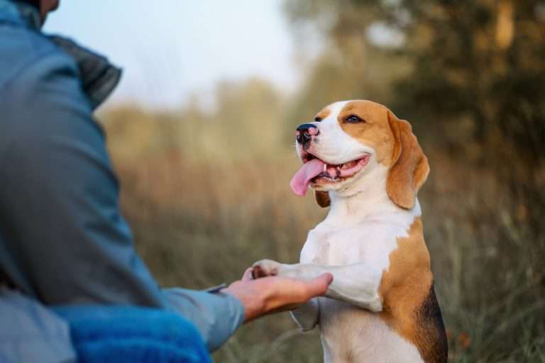 Master a Consistent Dog Training Routine: 10 Tips for Consistency