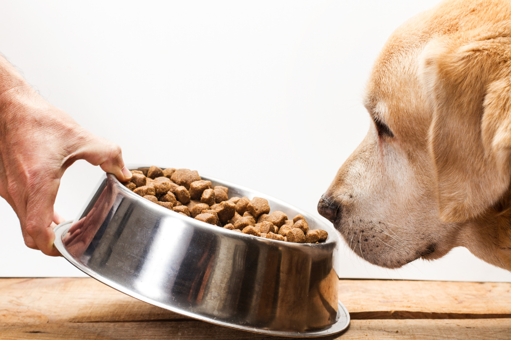 Monitor food and water intake