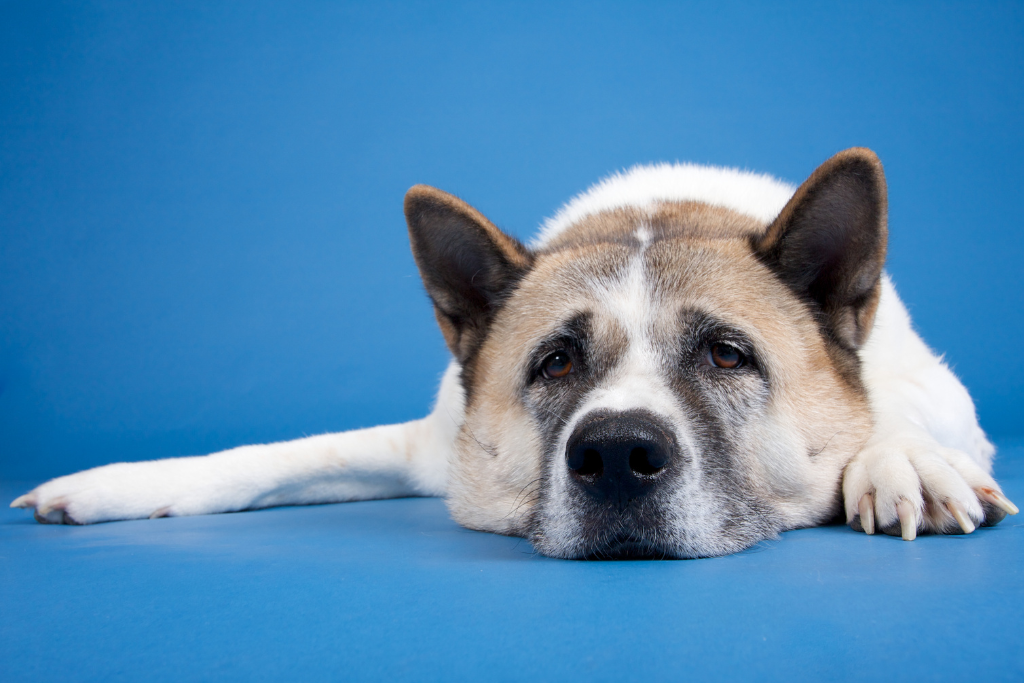 obesity in dog
