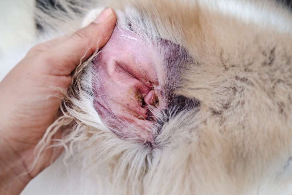 Dog Allergies - Ear infection