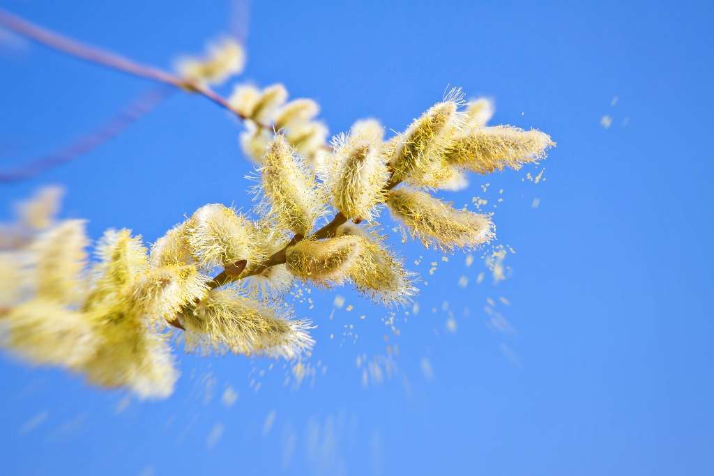 Dog Allergies - Pollen