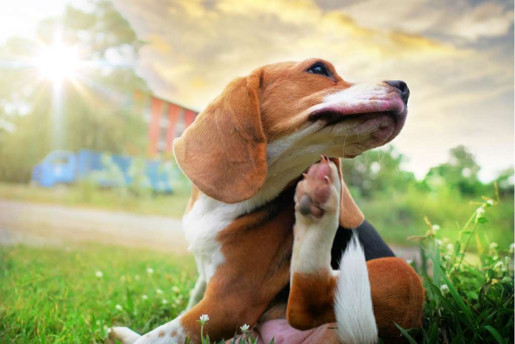 Dog Allergies
