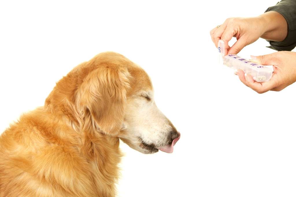 Dog Allergy Treatments