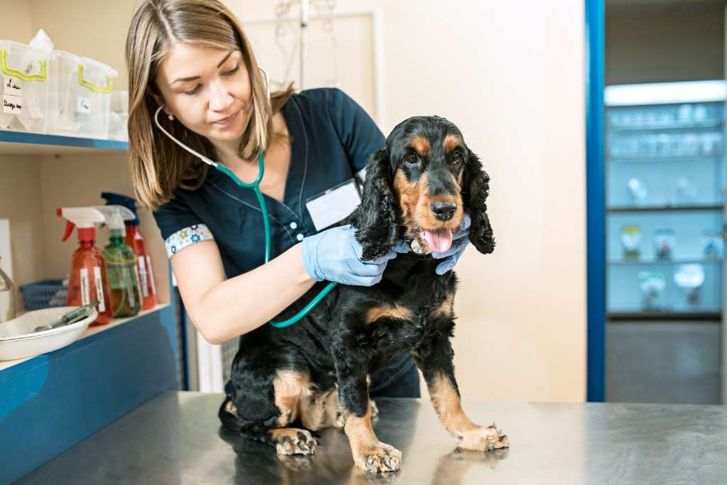 Regular Vet Checkups