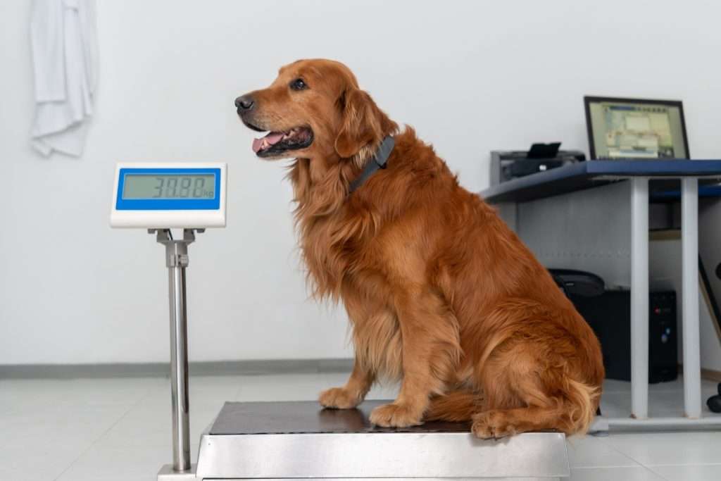 Image showing a dog in weighing machine