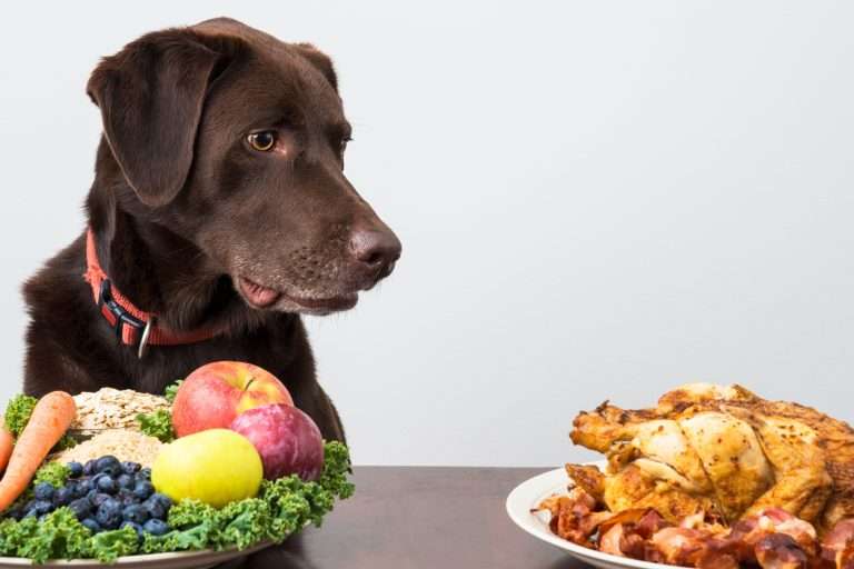 7 Signs of Healthy Digestion in Dogs