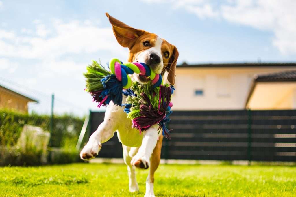 Image of a dog with chew toy