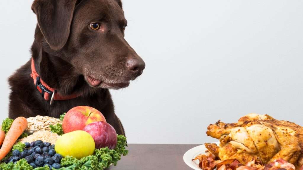 Image of dog choosing food