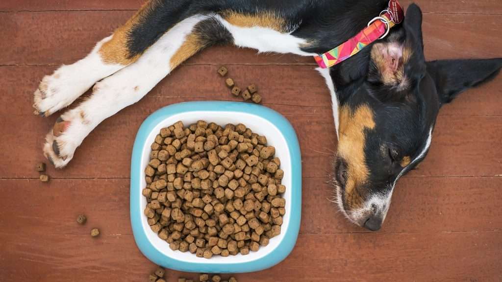 Image of dog with food
