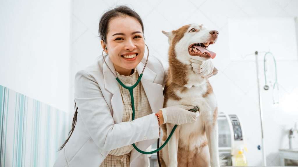 Image of dog with vet
