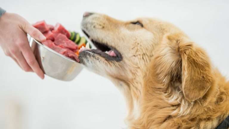 The Raw Diet for Dogs: Should You Make the Switch?