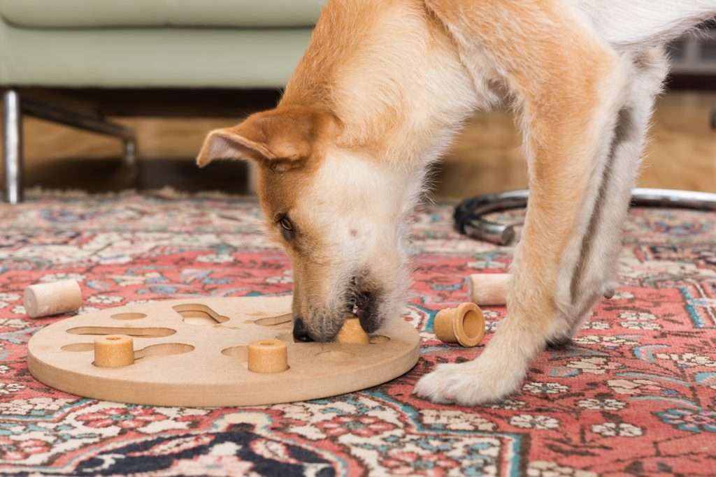 image of interactive dog toys
