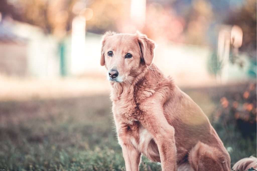 Image of senior dog