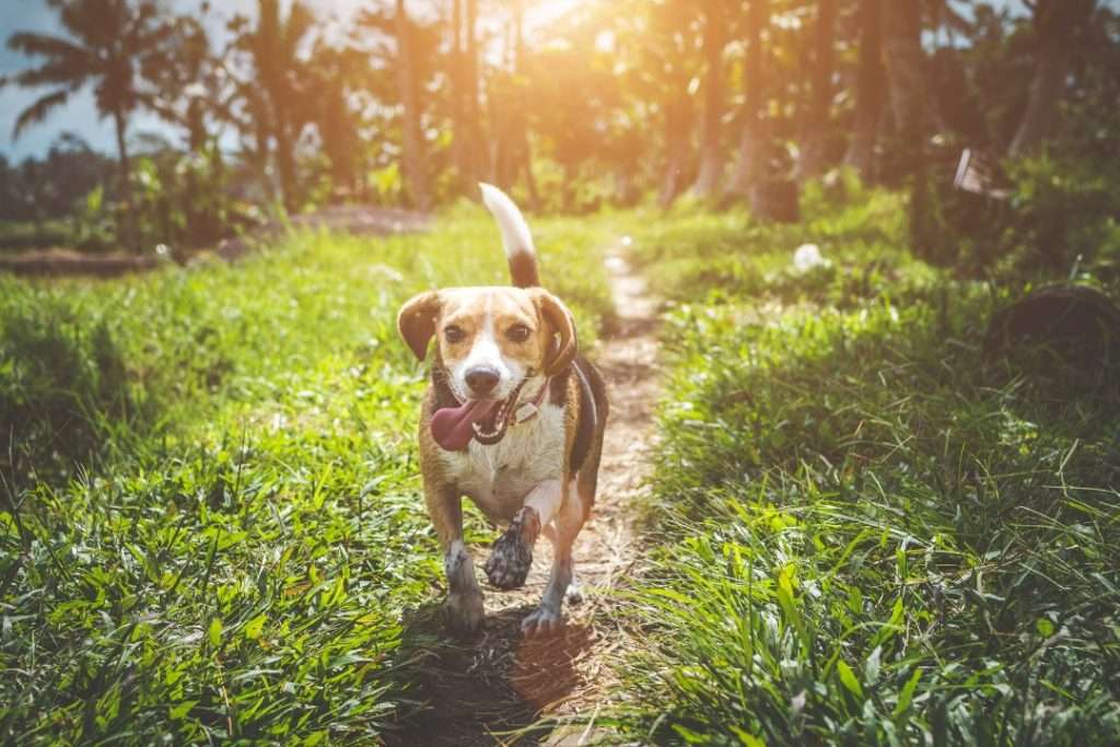 Image of Dog's Nutritional Needs
