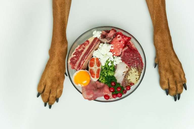 Understanding Your Dog’s Nutritional Needs by Life Stage