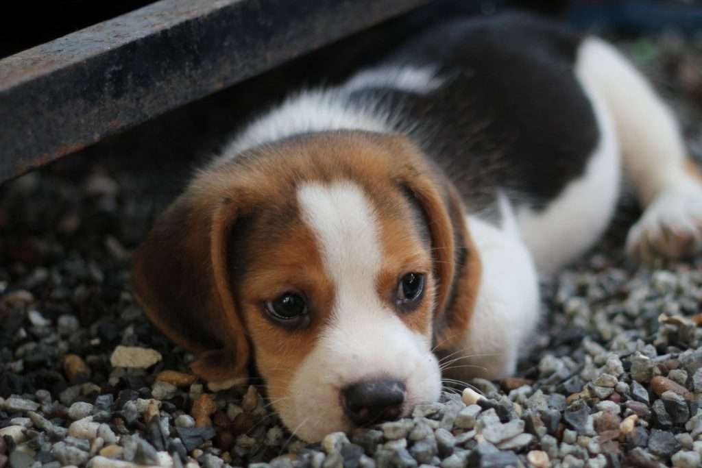 Image of a puppy